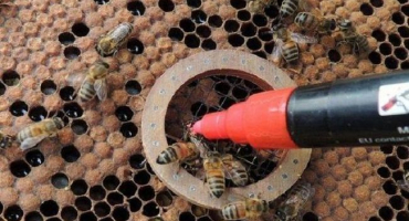 Jak správně označit včelí královnu a proč, 4 způsoby, jak na to